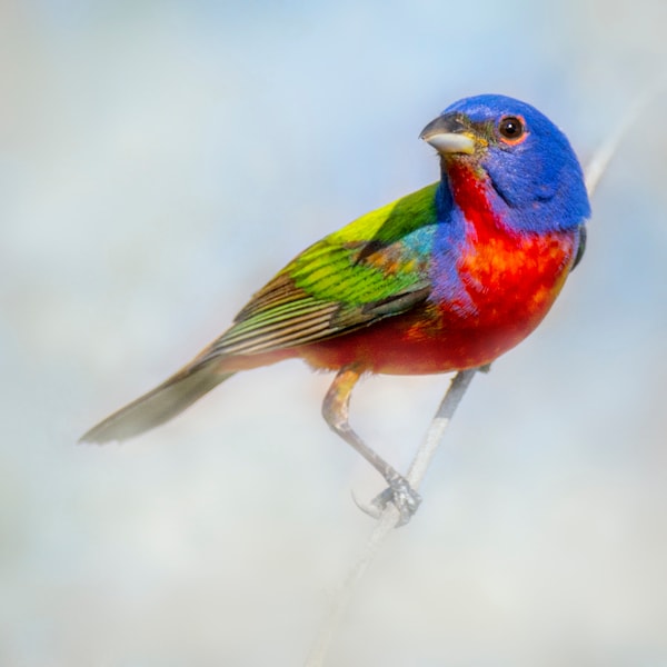 Painted Bunting Bird Etsy