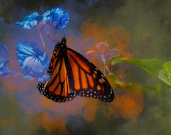 Monarch on Plumbago