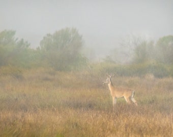 Buck in Field