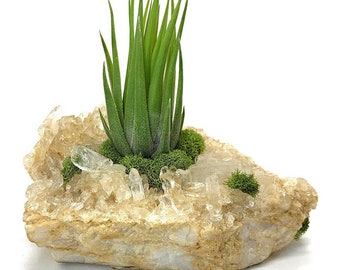 Citrine Air Plant Garden