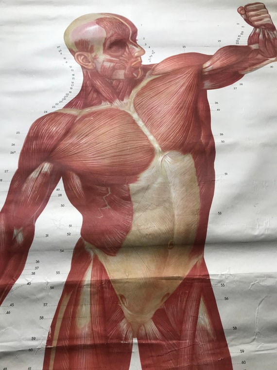 Original Full Length Anatomical Vintage Wall Chart Musculature Etsy