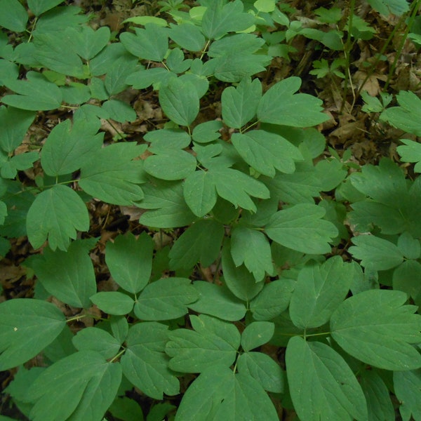 10 Fresh XL Blue Cohosh Hearty Northern Bare Roots (Caulophyllum Thalictroides) Woodland Wildflower Medicinal Herb
