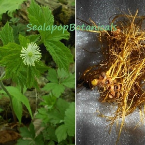 5 XL Goldenseal Roots Mature Fresh Dug Potent Superior Northern Root Garden Medicinal Herb