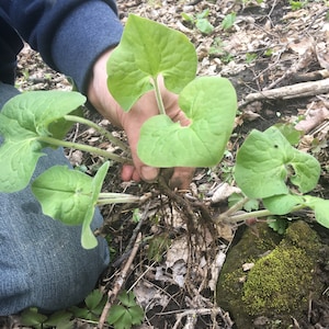 May include: A cluster of green heart-shaped leaves with visible roots. The plant is held in a hand, showcasing the root system and the vibrant green color of the leaves. The background includes soil, leaves, and a moss-covered rock.