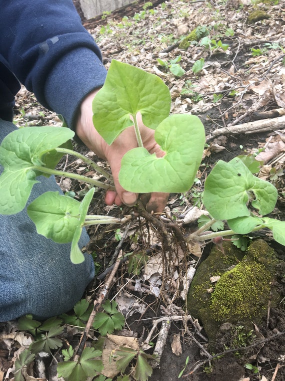 10 Fresh XL American Wild Ginger (Asarum canadense) Rizomas / Hierba de raíz desnuda