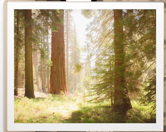 Sequoia Forest Wall Art, Sunny Forest Scenery Art Print, Nature Photography, Mountain Landscape Art, Rustic Wall Decor, Large Forest Canvas