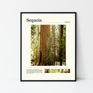 Sequoia National Park Poster, Sequoia Tree Poster, Sequoia Forest Art, CA National Park Print, California Travel Print, Gift for Camper