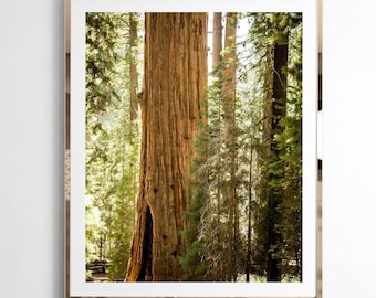 Tall Sequoia Tree Photograph, Redwood Forest Print, Mountain Landscape Art, Redwood Tree Forest Photography, Sequoia National Forest