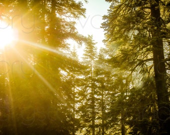 Sunlit Pine Trees Photograph, Sequoia Forest Print, Mountain Landscape Art, Woodland Scenery Photo, Nature Photography, Forest Canvas