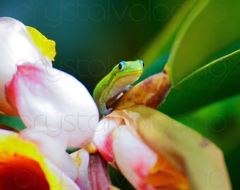 Gecko Photograph | Gold Dust Day Gecko Print | Cute Gecko Art | Original Hawaiian Photography | Gecko Gift | Large Tropical Wall Art