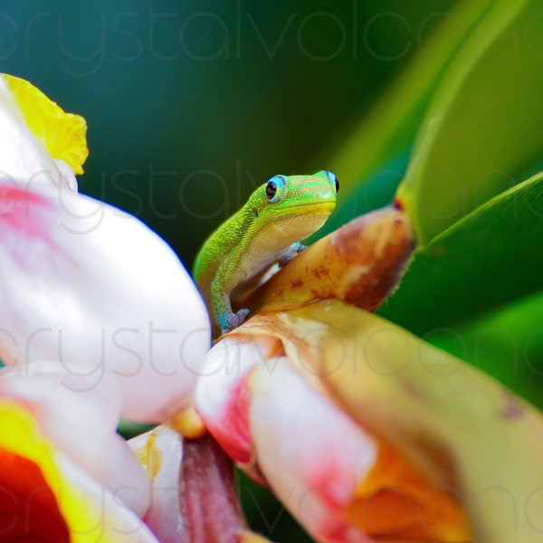 Gecko Photograph | Gold Dust Day Gecko Print | Cute Gecko Art | Original Hawaiian Photography | Gecko Gift | Large Tropical Wall Art