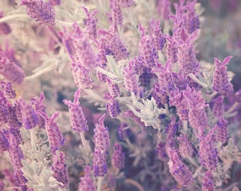 Lavender Photo | Lavender Fields Photography | Purple Farmhouse Floral Print | Large Purple Nature Wall Art | Dreamy Violet Flower Print