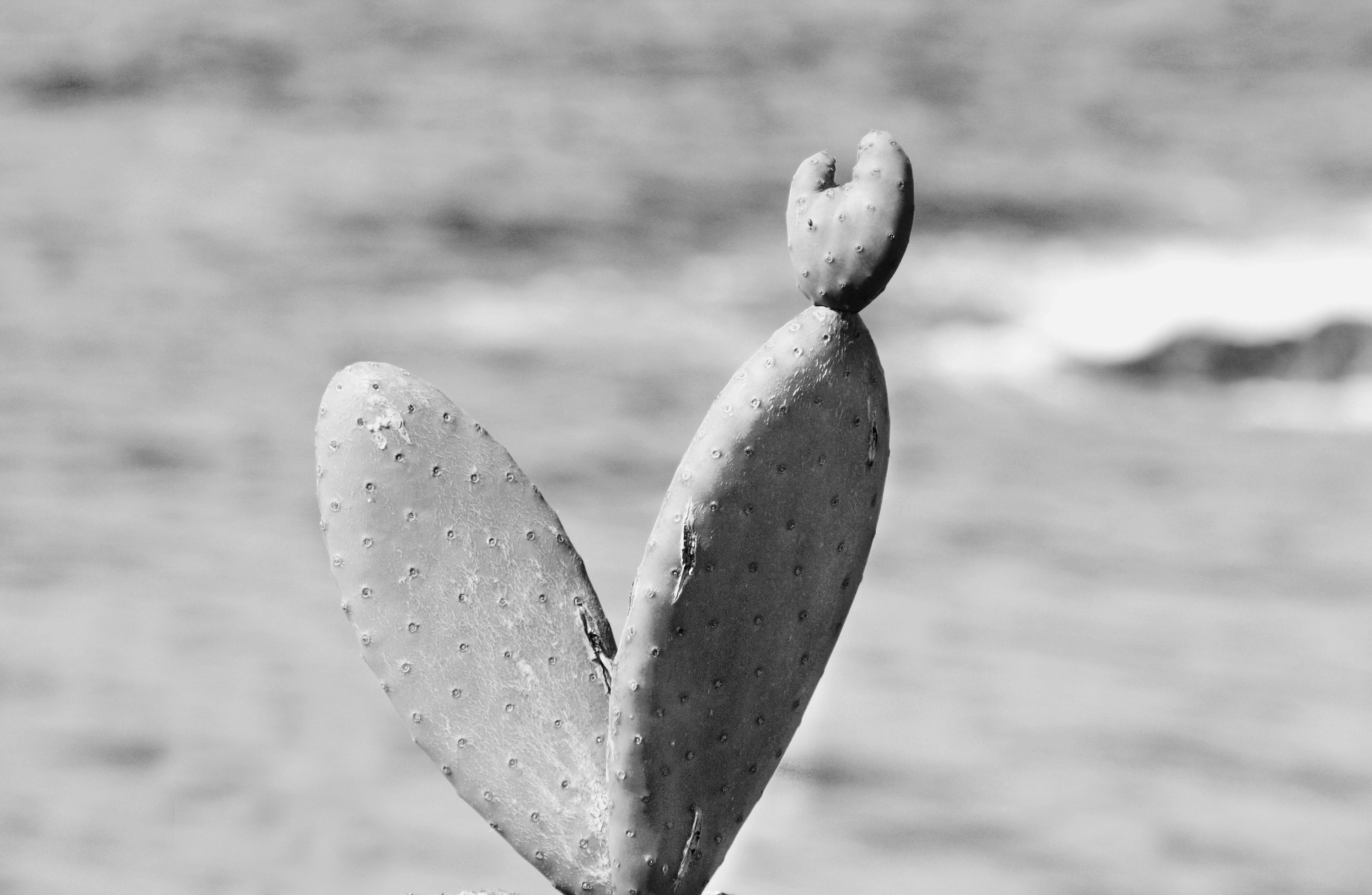 Desert Photography Wall Art Black and White Desert Prints | Etsy
