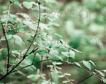 Green Leaves Photo | Tree Branch Photography | Leaf Botanical Print | Large Nature Wall Decor | Green Wall Art for Living Room | Forest
