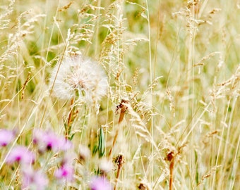 Wild Farm Grass Photo | Golden Prairie Grass | Dandelion Art Print | Country Farmhouse Wall Decor | Rustic Botanical Print | Farmland Nature