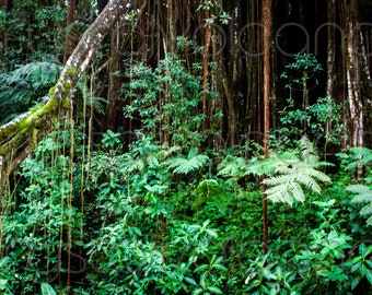 Jungle Photo Print | Jungle Wall Art | Tropical Wall Decor | Rainforest Photo Print | Hawaiian Nature Photography | Green Botanical Print