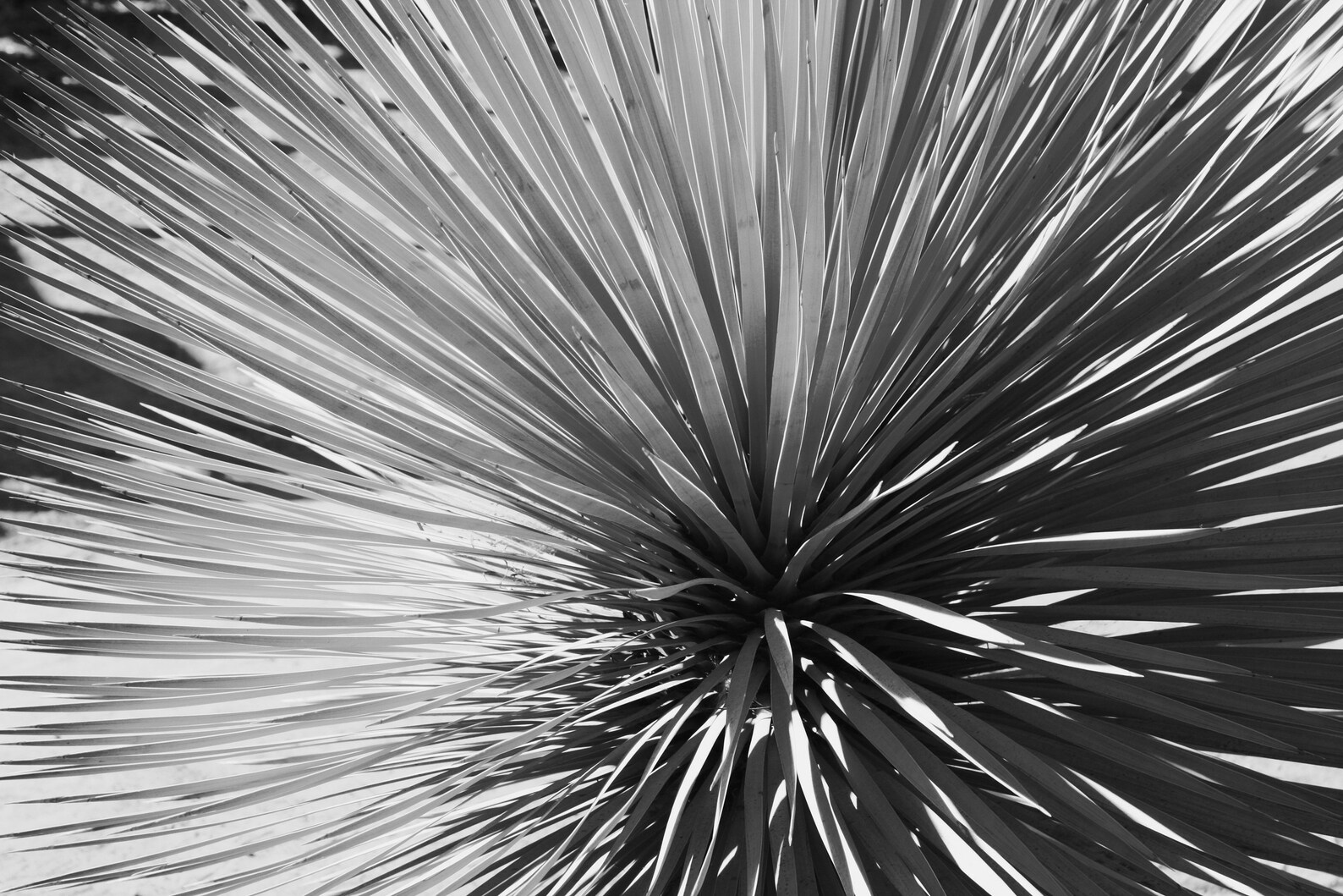 Desert Photography Wall Art Black and White Desert Prints | Etsy