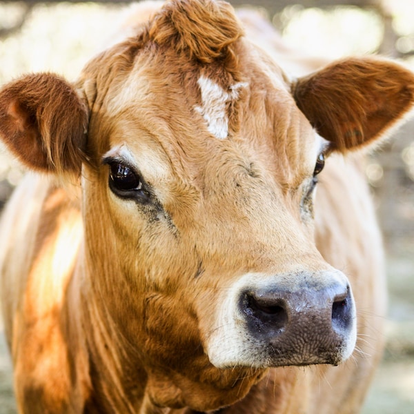 Jersey Cow Photography | Brown Cow Print | Farmland Home Art | Farmhouse Cow Photo |  Farm Themed Nursery Decor| Americana Art | Cow Photo