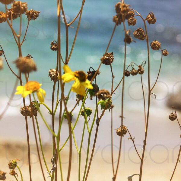 Flowers On The Beach Photo | Yellow Wildflowers Print | Large Coastal Photography | Beach House Wall Art | Boho Wildflowers | Ocean Botany