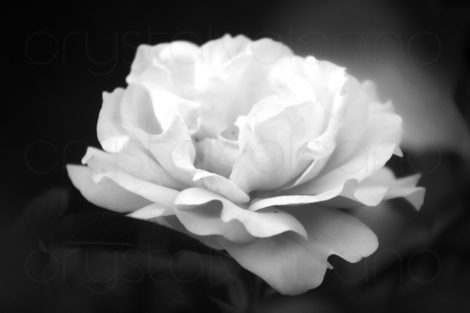 Black and White Rose Wall Art Set of 3 Prints Flower Etsy