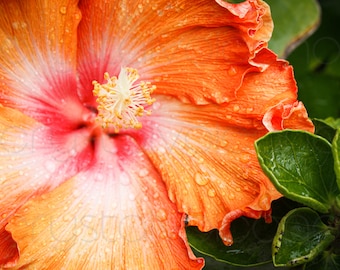 Orange Hibiscus Photograph | Large Floral Print | Bright Flower Picture | Tropical Botany Print | Flower with Raindrops Photo Print