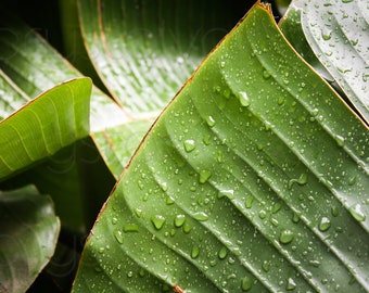 Palm Leaves Photograph, Green Nature Wall Art, Rain Forest Print, Hawaiian Botanical Art, Tropical Wall Art, Banana Leaves Wall Print