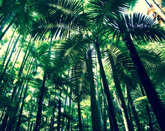 Hawaiian Palm Tree Print: Big Island Jungle Landscape Photography