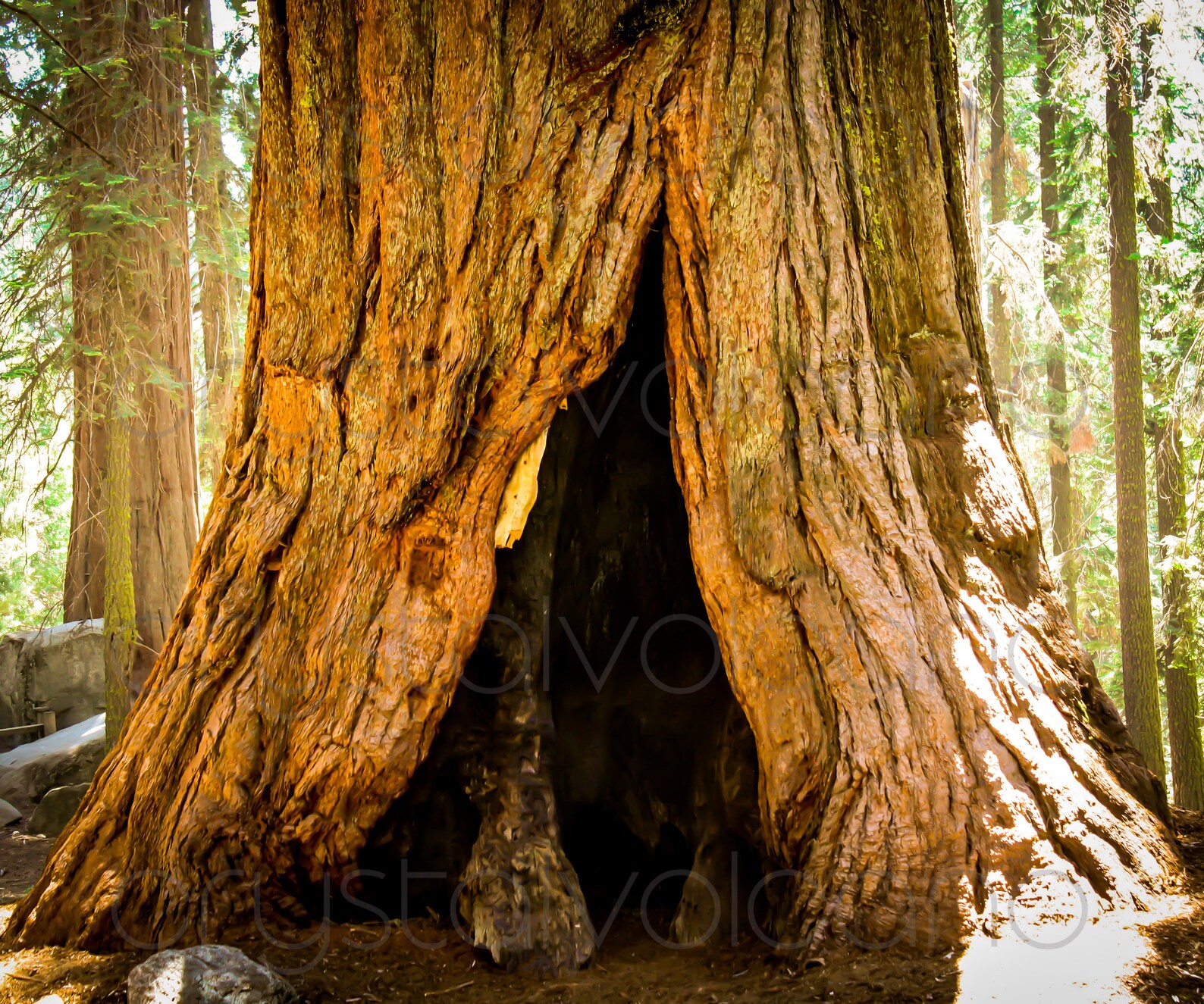 Fotografía de secuoya gigante impresión de arte de secuoya | Etsy