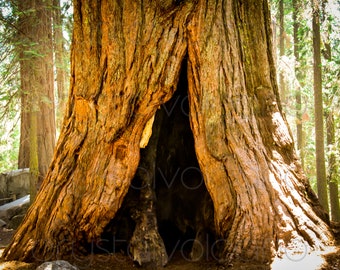 Giant Sequoia Photograph, Redwood Art Print, Forest Wall Art, Large Tree Canvas, Woodland Wall Decor , Nature Photography, Tree Bottom Print