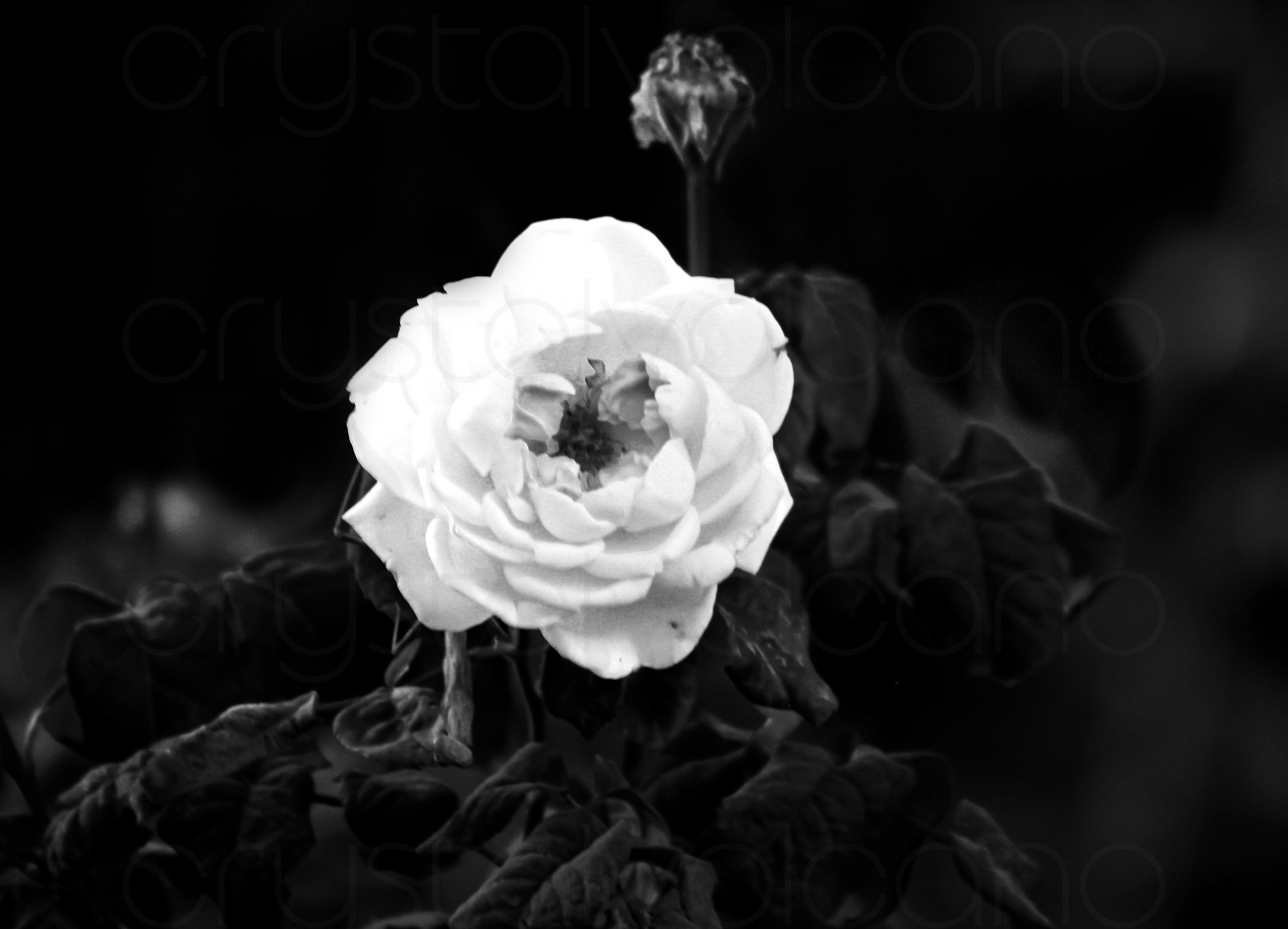 Black and White Rose Wall Art Set of 3 Prints Flower Etsy