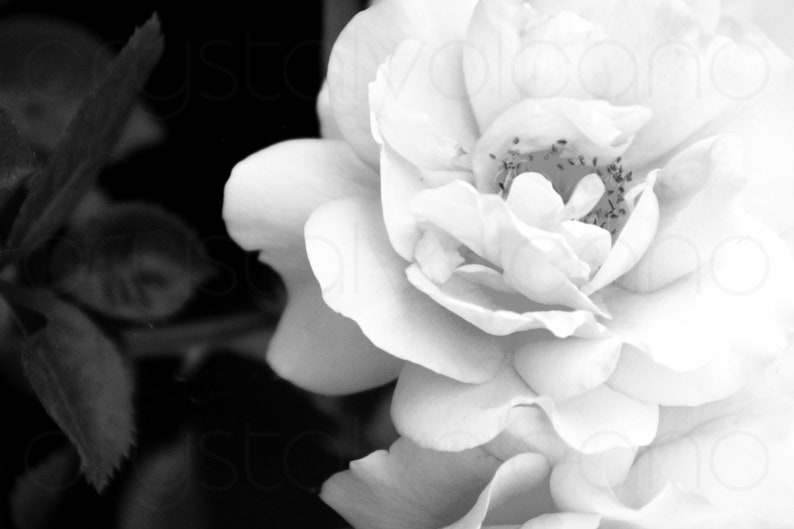 Black and White Rose Wall Art Set of 3 Prints Flower Etsy