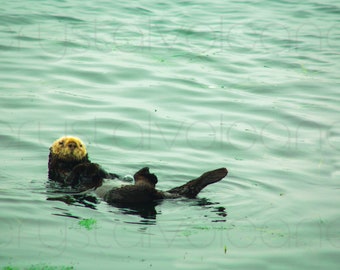 Sea Otter Photo | Otter Wall Art | Marine Life Print | Coastal Room Decor | Ocean Animal Wall Decor | Beach Nursery Room Art | Otter Gift