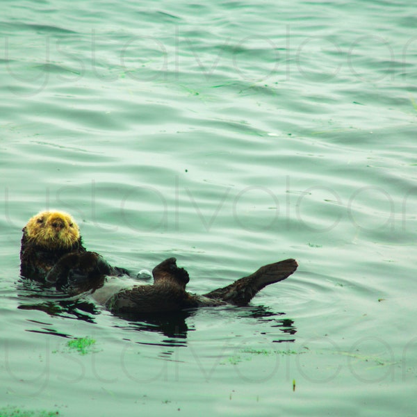 Sea Otter Photo | Otter Wall Art | Marine Life Print | Coastal Room Decor | Ocean Animal Wall Decor | Beach Nursery Room Art | Otter Gift