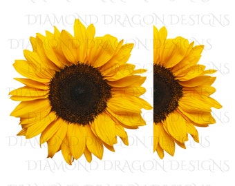 Free Free 106 Transparent Background Realistic Sunflower Svg SVG PNG EPS DXF File
