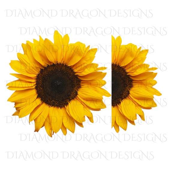 Whole Sunflower Half Sunflower 2 Image Bundle Waterslide Etsy