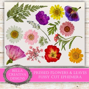 Kit effimeri con veri fiori pressati e taglio pignolo / Oltre 140 fiori / Creazioni con la carta / Decorazione per diari e album di ritagli