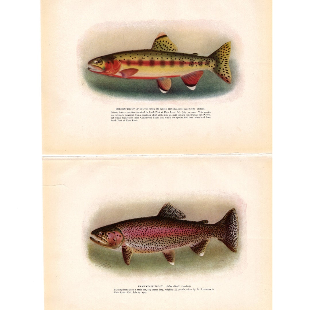 Lot of 2 Vintage 1904 Golden Trout Prints Etsy