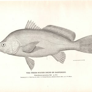 Vintage 1884 Fresh Water Drum or Gaspergou Fish Lithograph From the  Fisheries and Fishery Industries of the United States 