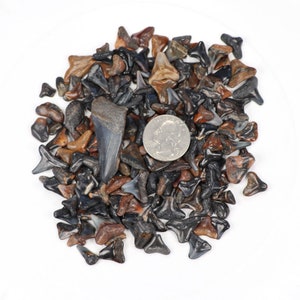 Three Ounce Lot of Polished Fossil Shark Teeth plus Partial Megalodon Tooth Parcel 6