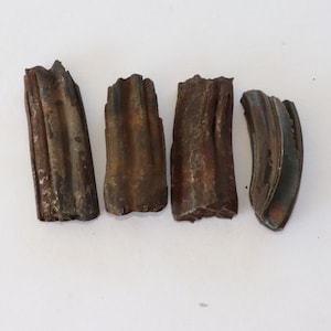 Lot of 4 Pleistocene Fossil Horse Teeth from Florida, Extinct Species Equus Scotti, 2 1/2 to 3 Inches, 2ND Grade