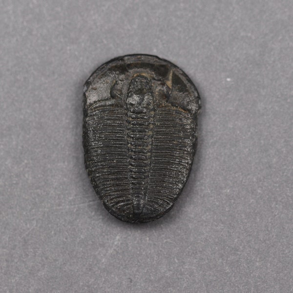 Small Trilobite Fossil  from Utah, Approx. 0.70 Inches, Jewelry Grade