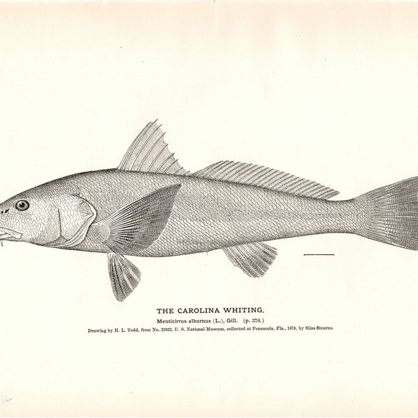 Vintage 1884 Carolina Whiting Fish Lithograph from The Fisheries and Fishery Industries of the United States
