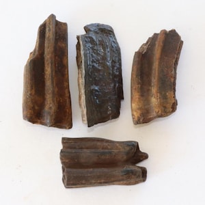 Lot of 4 Pleistocene Fossil Horse Teeth from Florida, Extinct Species Equus Scotti, 1 3/4 to 2 Inches, 2ND Grade