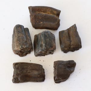 Lot of 6 Pleistocene Fossil Horse Teeth from Florida, Extinct Species Equus Scotti, 1 to 1 1/2 Inches,