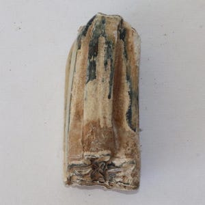 Genuine Pleistocene Fossil Horse Tooth from Florida, Extinct Species Equus Scotti, Approx. 2 1/2 Inches Long