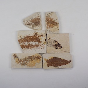 Set of 6 Partial Fish Fossils from Green River Formation Eocene FFPE0053