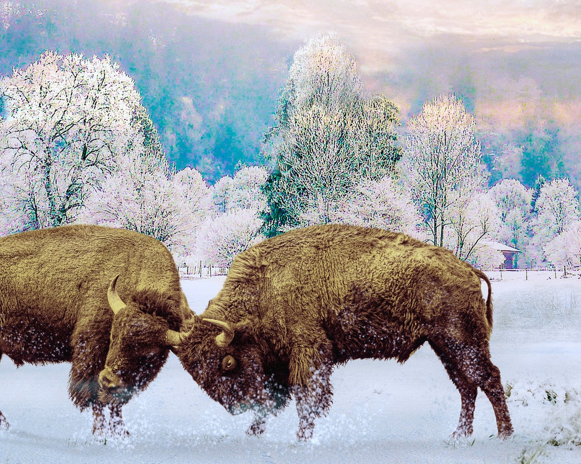 Digital Art, Bison Fighting in Snow, Buffalo Print Animal Winter Poster