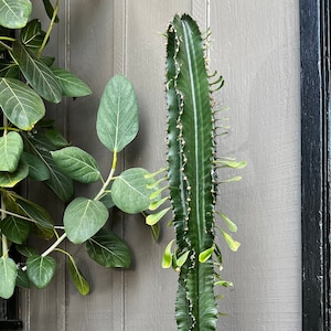 Euphorbia Ammak
