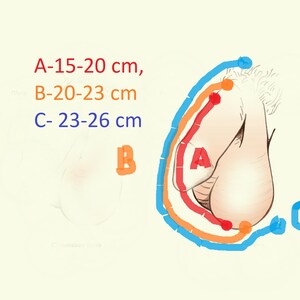Może przedstawiać: Ilustracja anatomiczna na jasnym tle. Obraz przedstawia schemat męskiej anatomii z trzema kolorowymi konturami oznaczonymi A, B i C, wskazującymi zakresy rozmiar&oacute;w w centymetrach. Tekst na obrazie brzmi: A-15-20 cm, B-20-23 cm, C-23-26 cm.