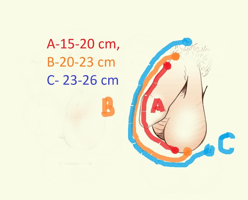 Może przedstawiać: Ilustracja anatomiczna na jasnym tle. Obraz przedstawia schemat męskiej anatomii z trzema kolorowymi konturami oznaczonymi A, B i C, wskazującymi zakresy rozmiar&oacute;w w centymetrach. Tekst na obrazie brzmi: A-15-20 cm, B-20-23 cm, C-23-26 cm.